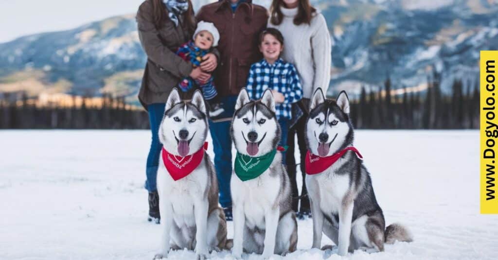 Miniature Huskies Good Family Dogs