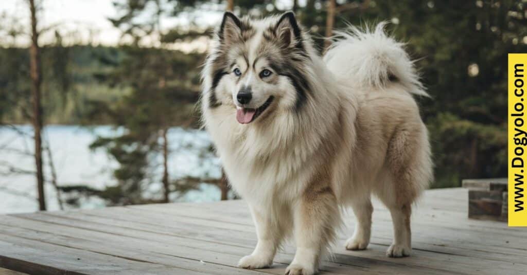 Alaskan Klee Kai