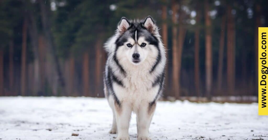 Pomsky