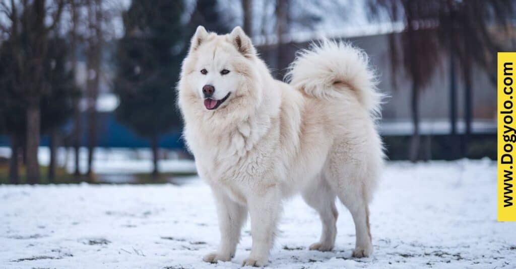 Samoyed