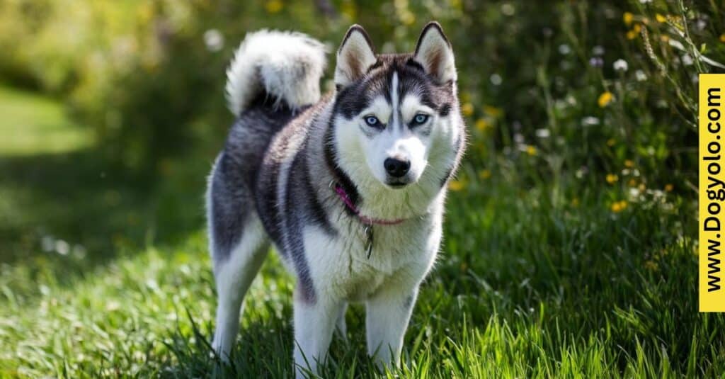 Are Miniature Huskies Real