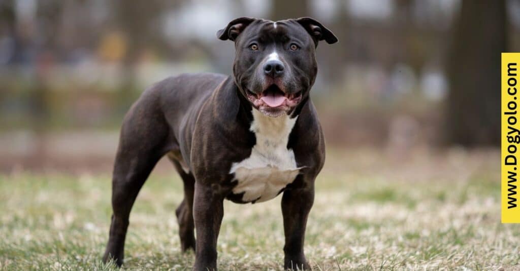 Black Pitbull