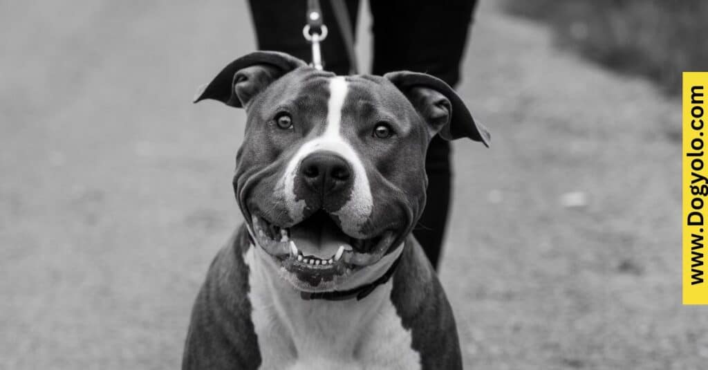 Black And White Pitbull