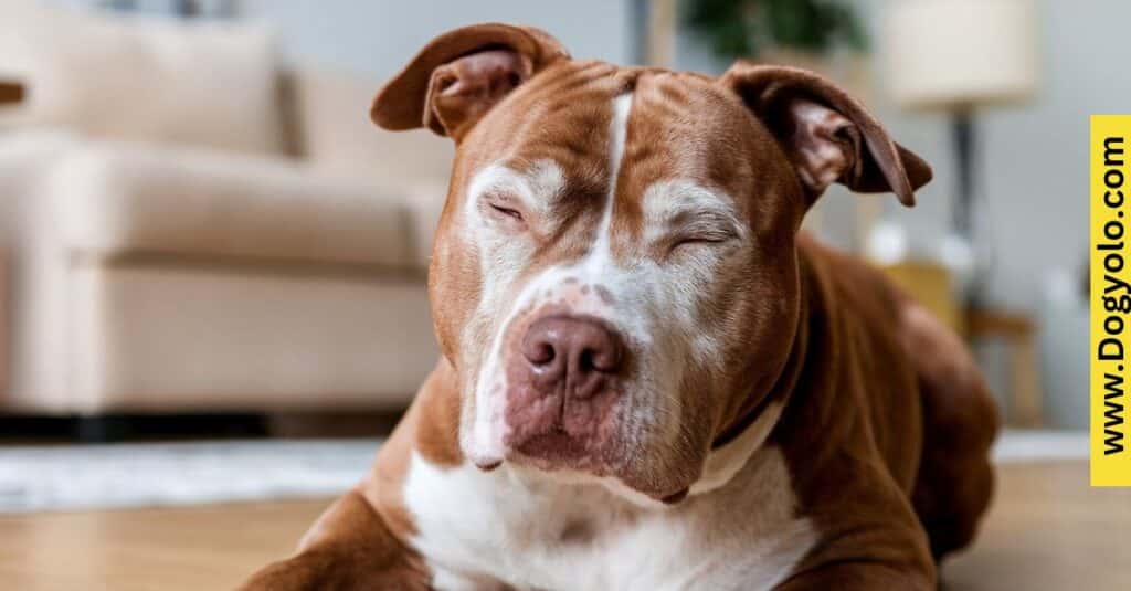 Red Pitbull