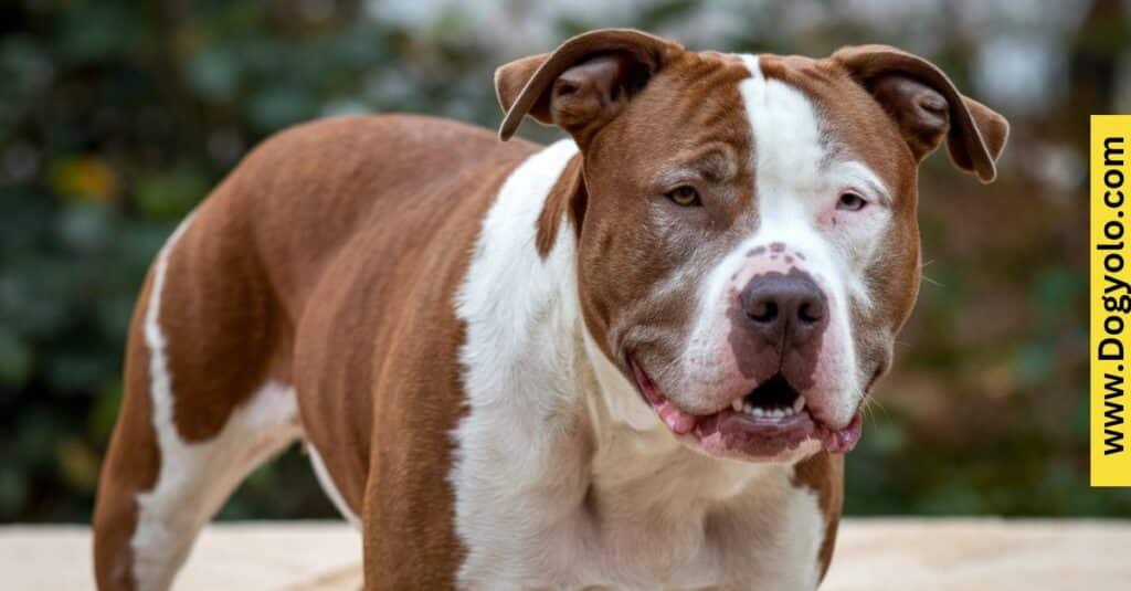 Red And White Pitbull