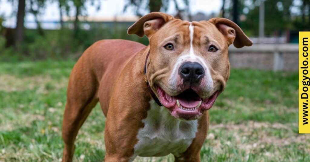 Red And Tan Pitbull