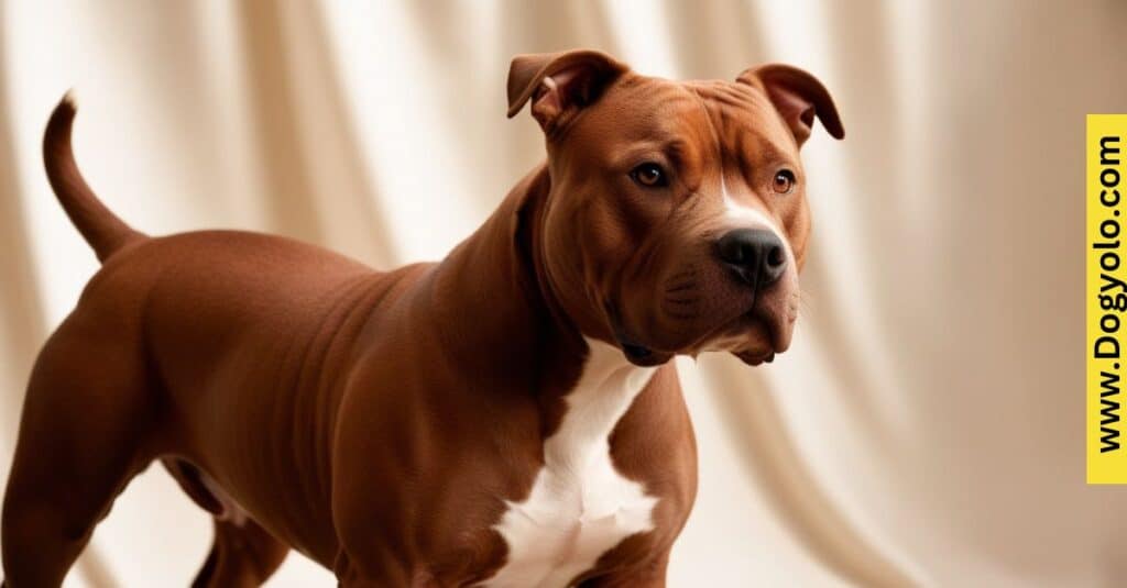 Brown Pitbull