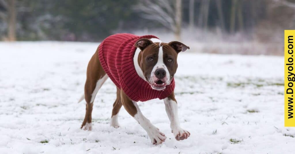 Liver And White Pitbull