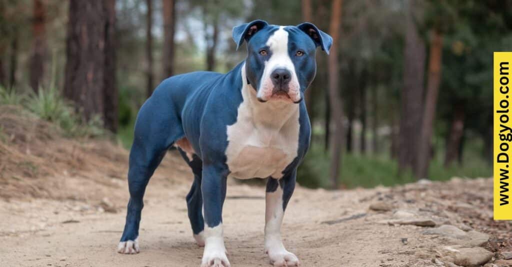 Blue And White Pitbull