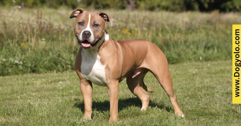 Fawn Sable Pitbull