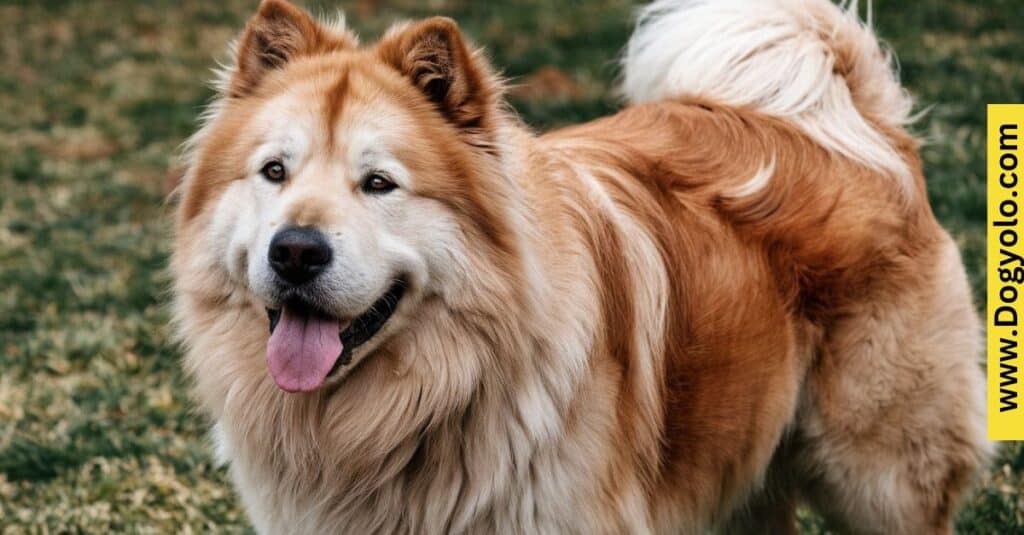 Chow Chow Golden Retriever Mix – Golden Chow