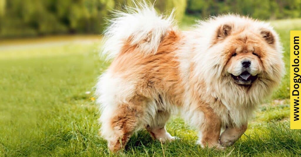 Chow Chow Pomeranian Mix – Chow Pom