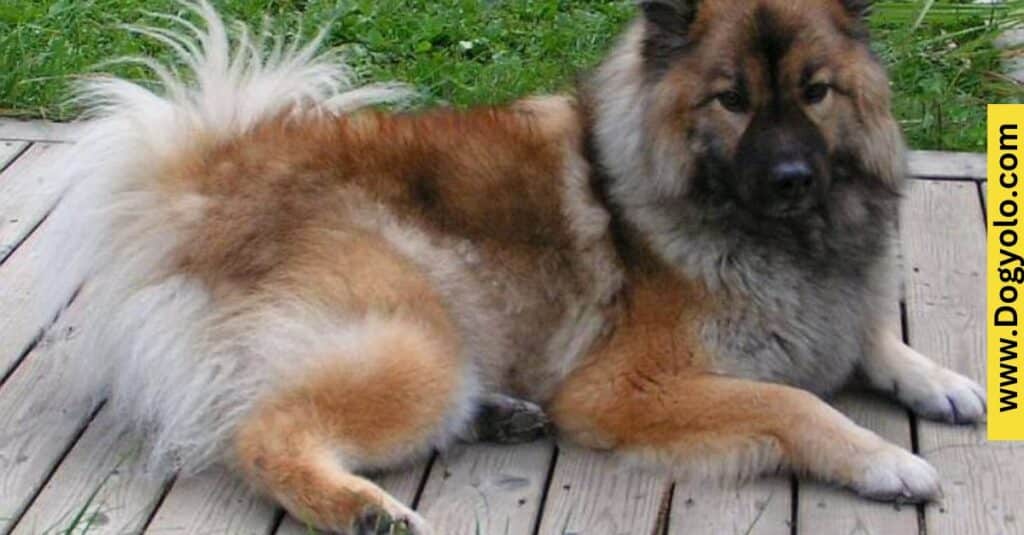 Chow Chow Australian Shepherd Mix