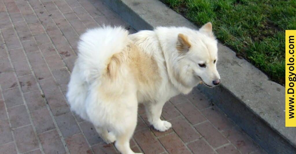 Chow Chow Samoyed Mix – Samoyed Chow