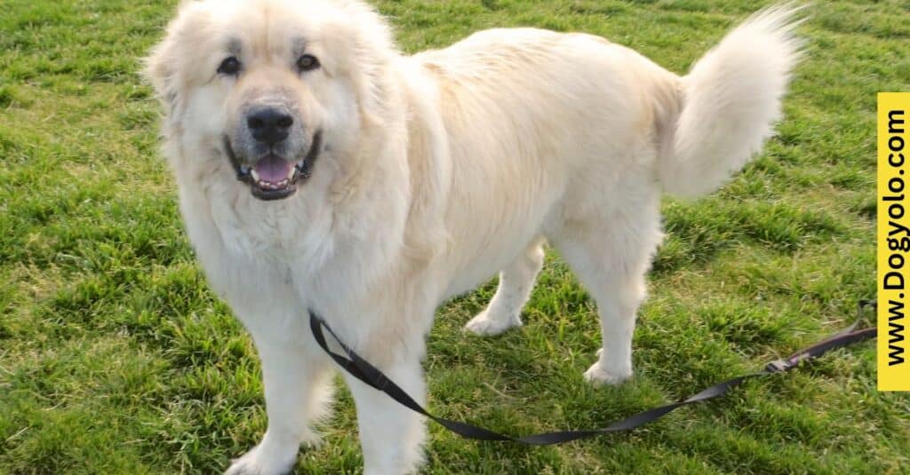 Great Pyrenees Chow Mix