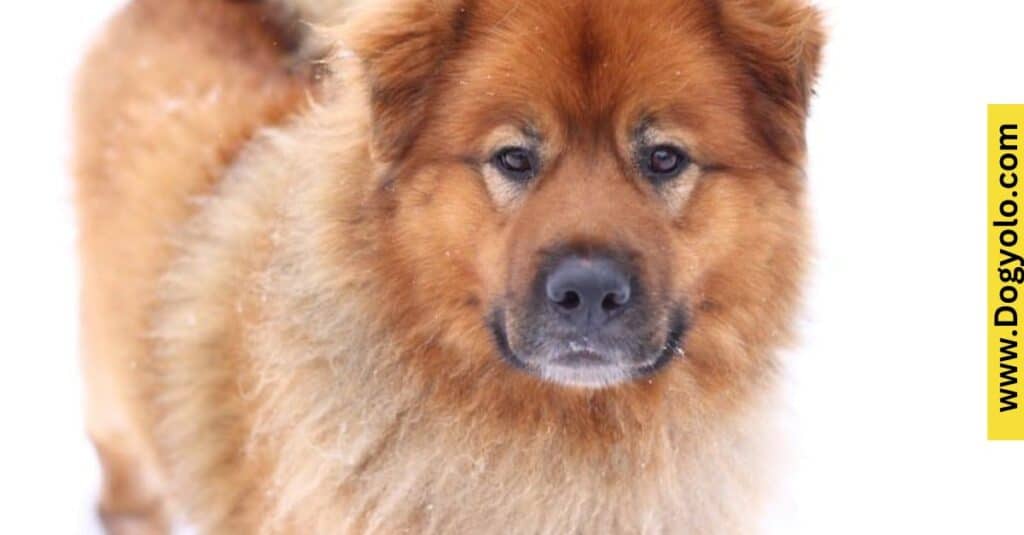 Chow Chow Basset Hound Mix – Chow Hound