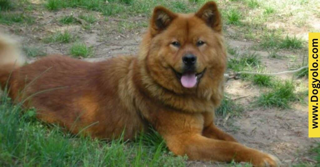 Chow Chow Cane Corso Mix