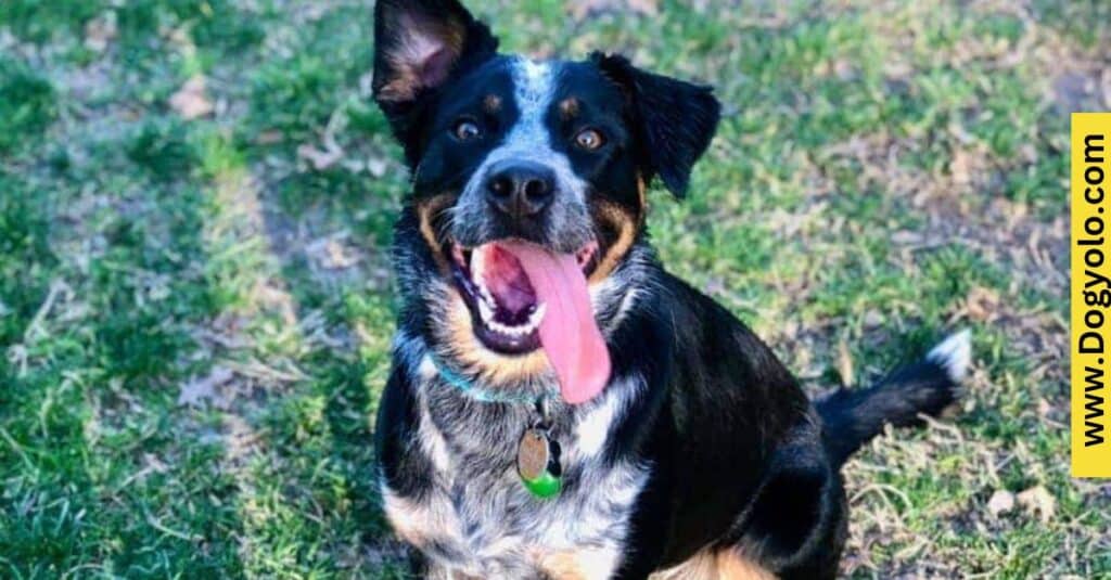 Physical Characteristics of the Blue Heeler