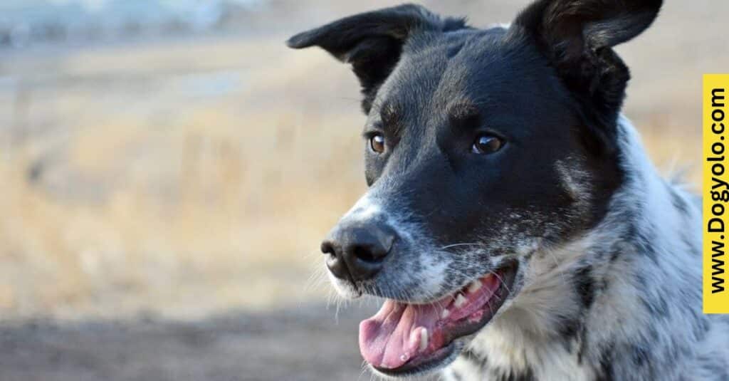 Blue Heeler German Shepherd