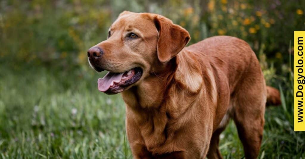 Fox Red Labrador