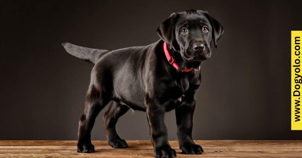 Dwarf Labrador