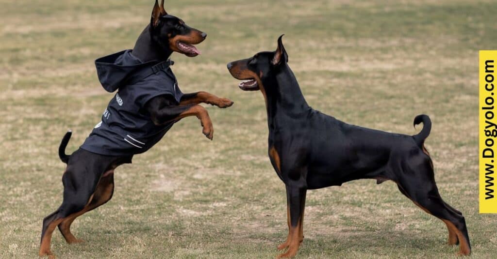 Warlock Doberman vs. Standard Doberman