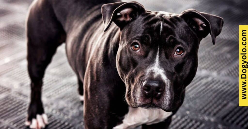 Cane Corso Pitbull Mix the Right Dog