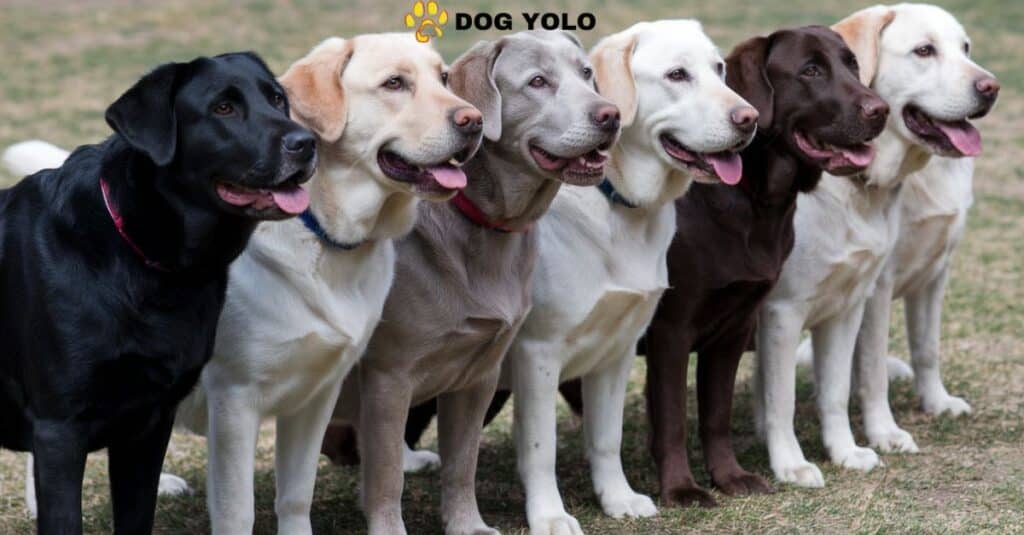 7 Labrador Retriever Colors