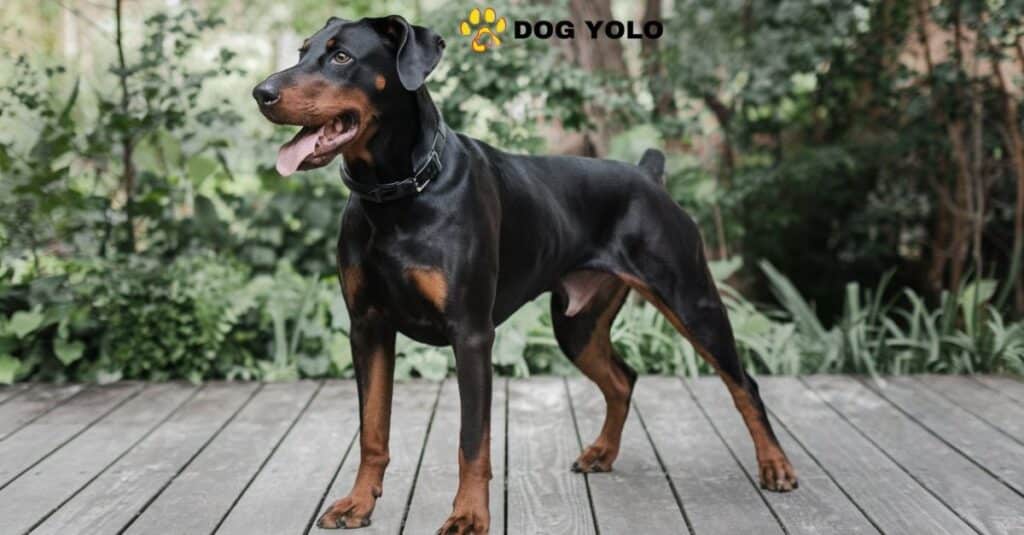 Warlock Dobermans