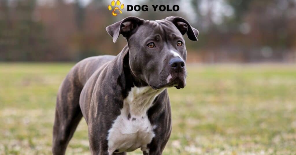 Cane Corso Pitbull Mix