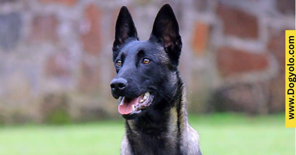 Blue Belgian Malinois