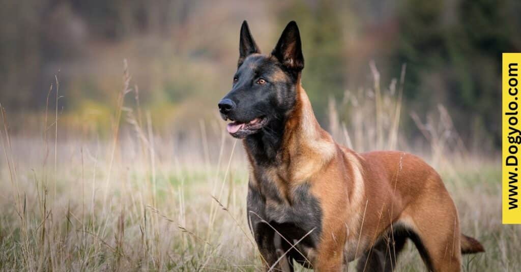 Liver Belgian Malinois