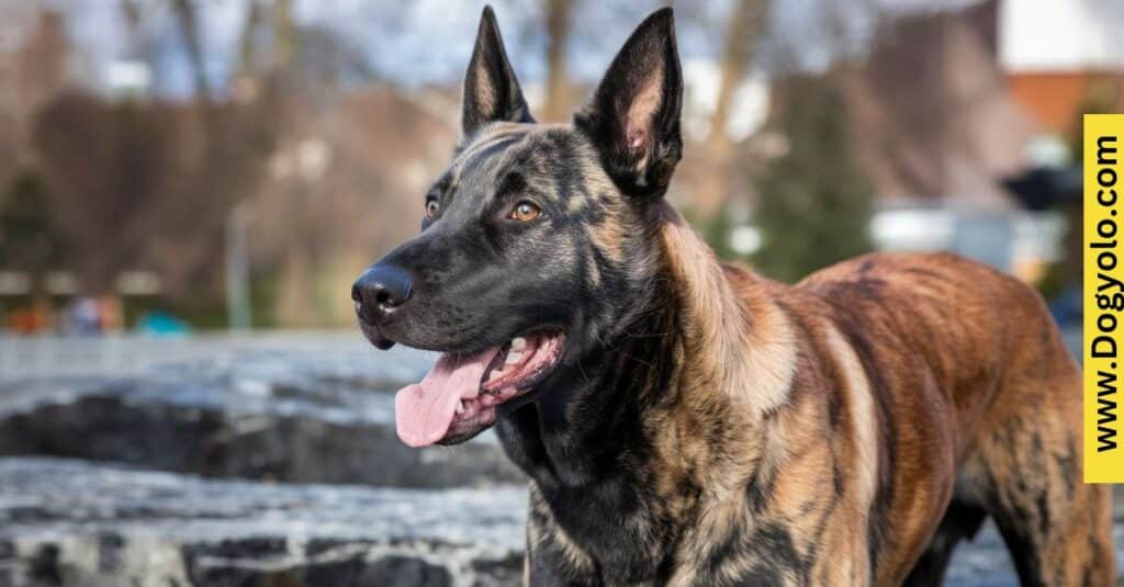 Brindle Belgian Malinois