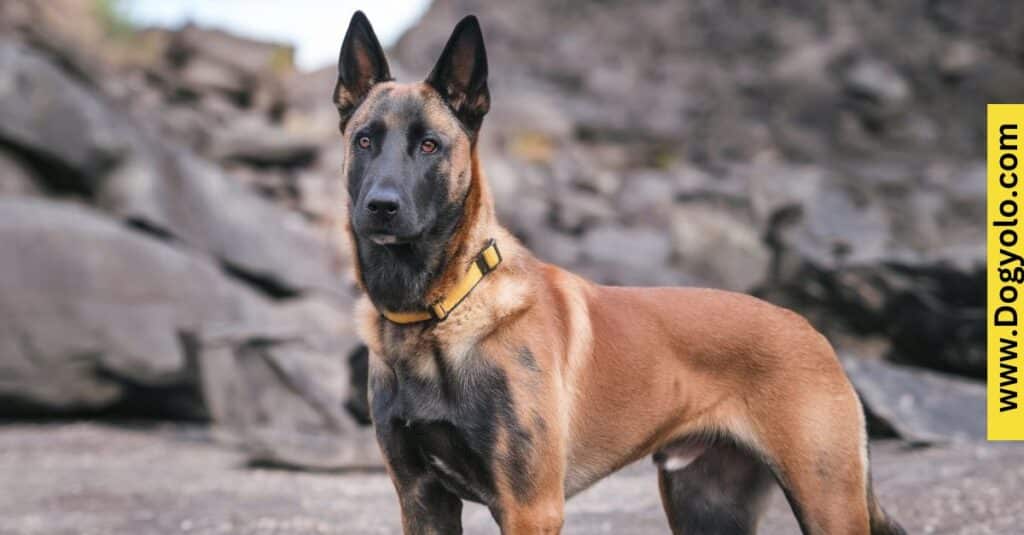 Agouti Belgian Malinois