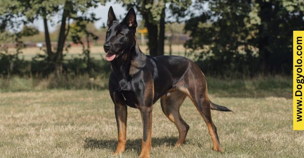 Black and Tan Belgian Malinois