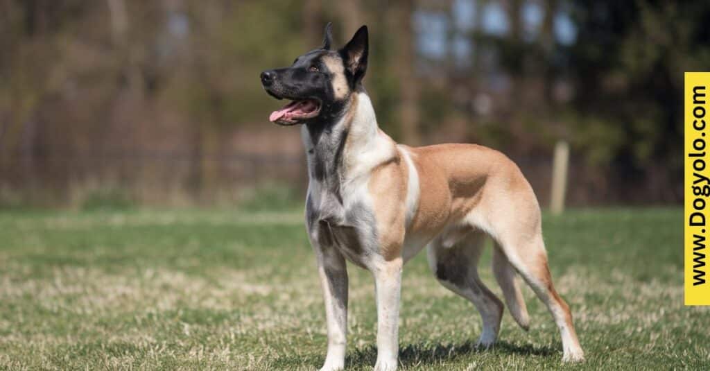 White Belgian Malinois