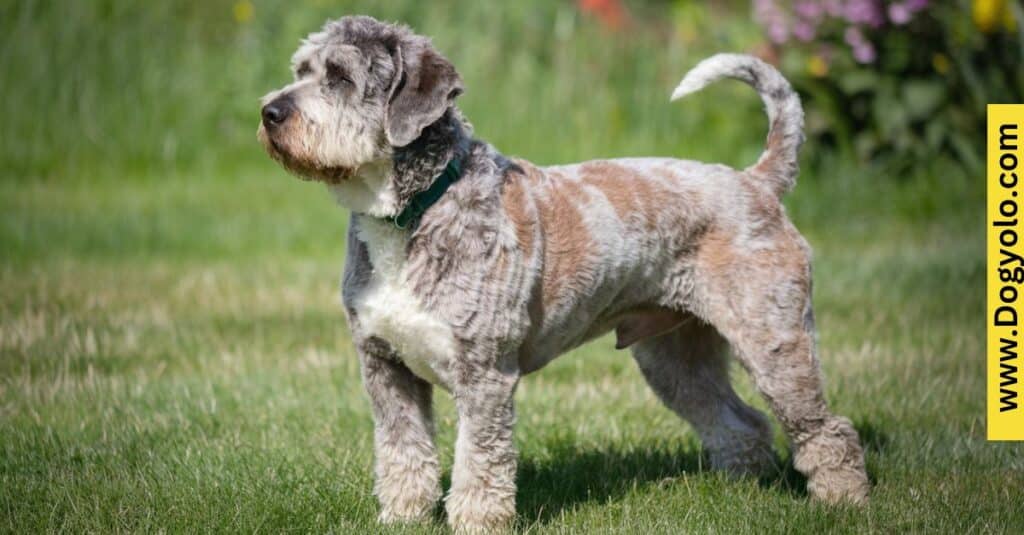 All About Cane Corso Poodle Mix: