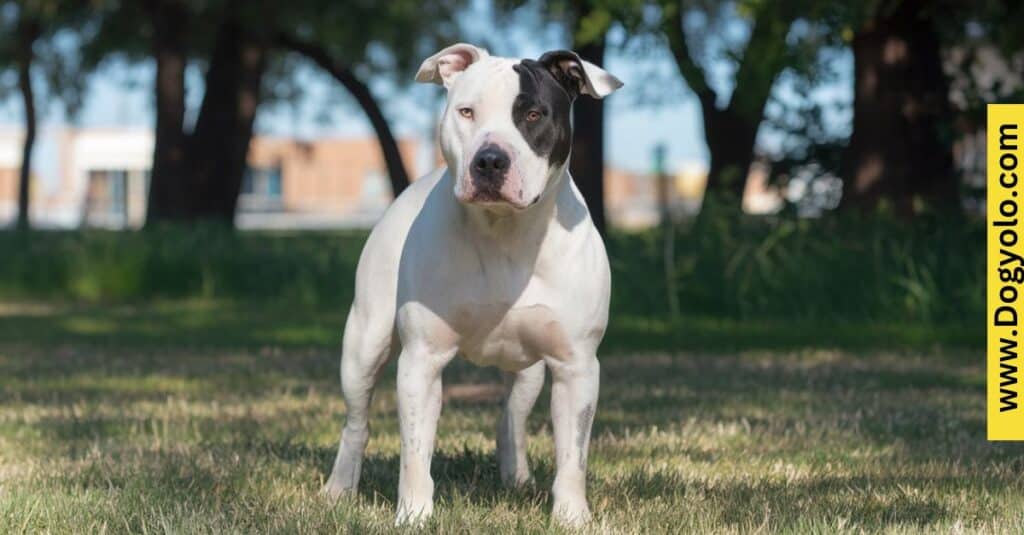 Dogo Argentino History