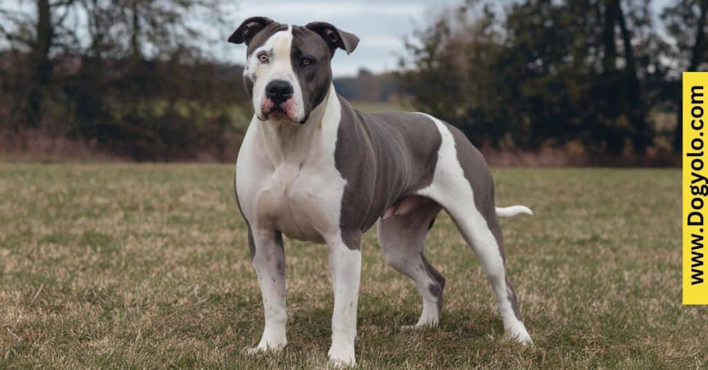 Dogo Argentino Pitbull Mix Appearance