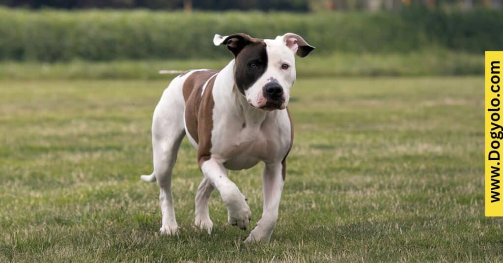 Trainability of the Dogo Argentino Pitbull Mix