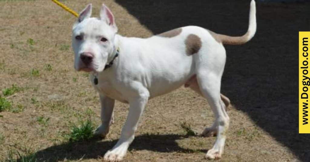 Trainability of the Dogo Argentino Pitbull