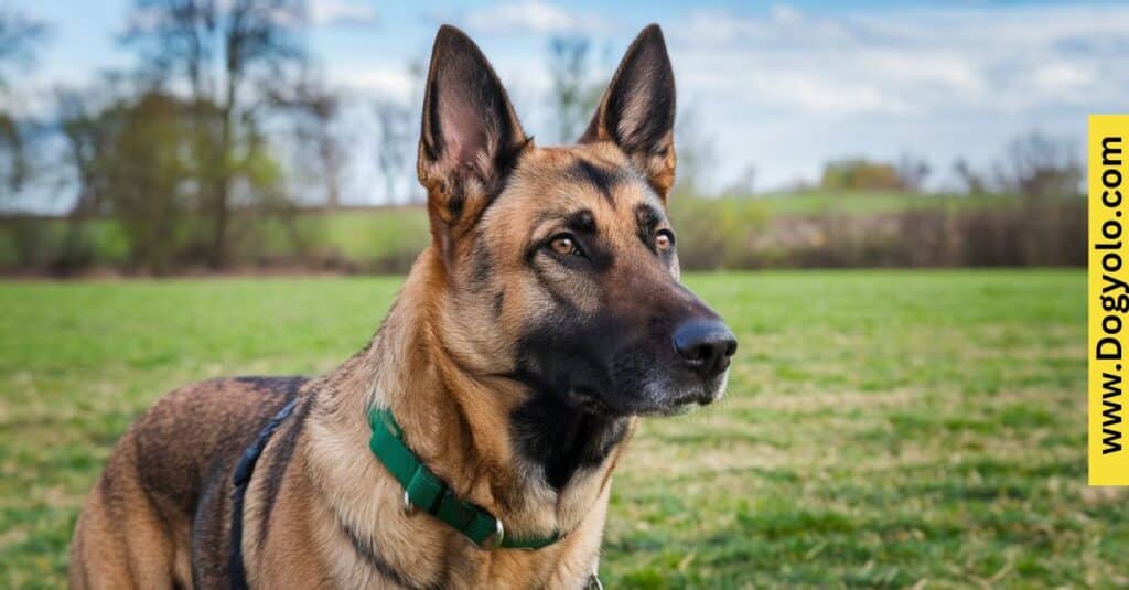 German Shepherd Malinois Mix