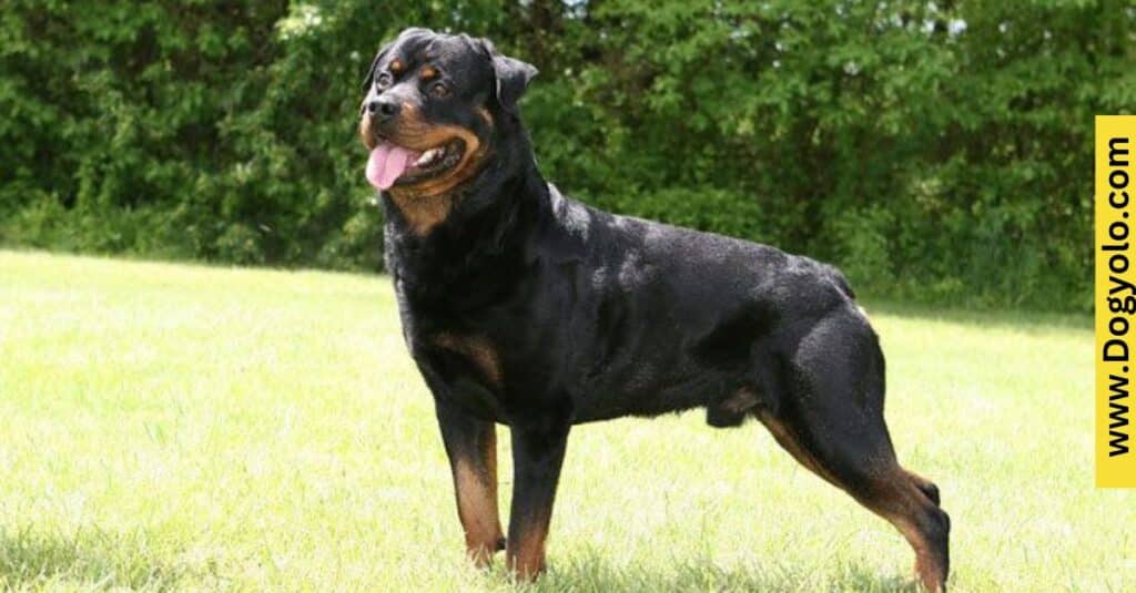 Rottweiler Malinois Mix (Rottinois)