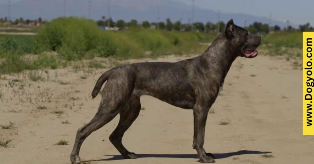 Cane Corso Malinois Mix