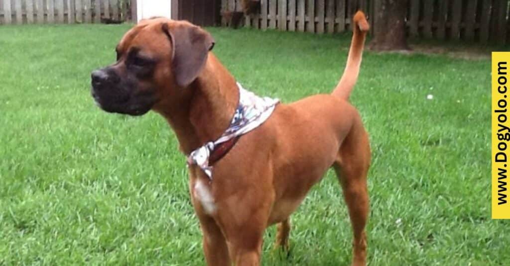 Boxer Malinois Mix (Belgian Boxer)