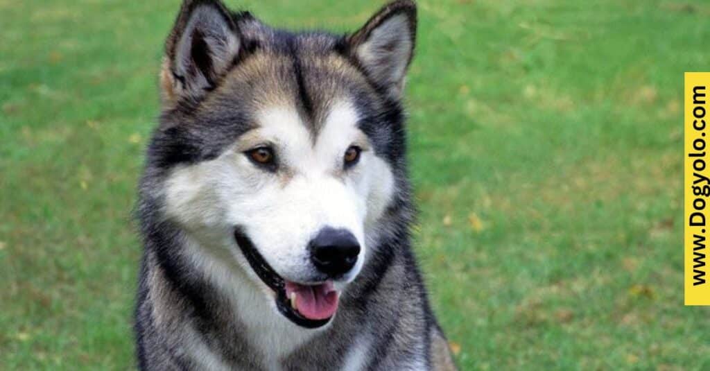 Alaskan Malamute Malinois Mix