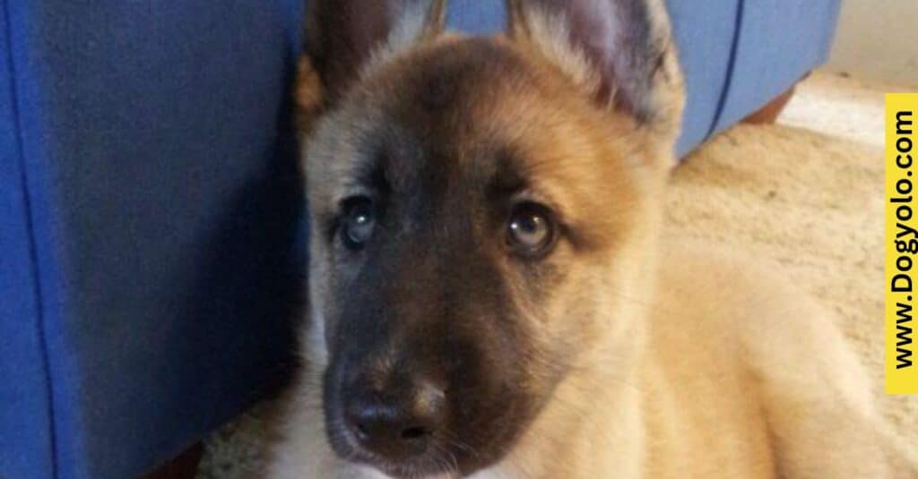 Husky Malinois Mix