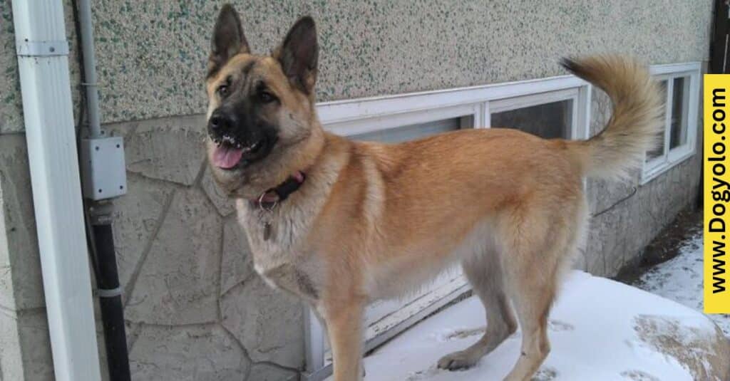 Akita Malinois Mix