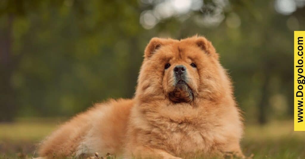 Chow Chow Malinois Mix