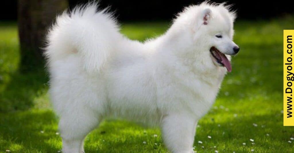 Samoyed Malinois Mix